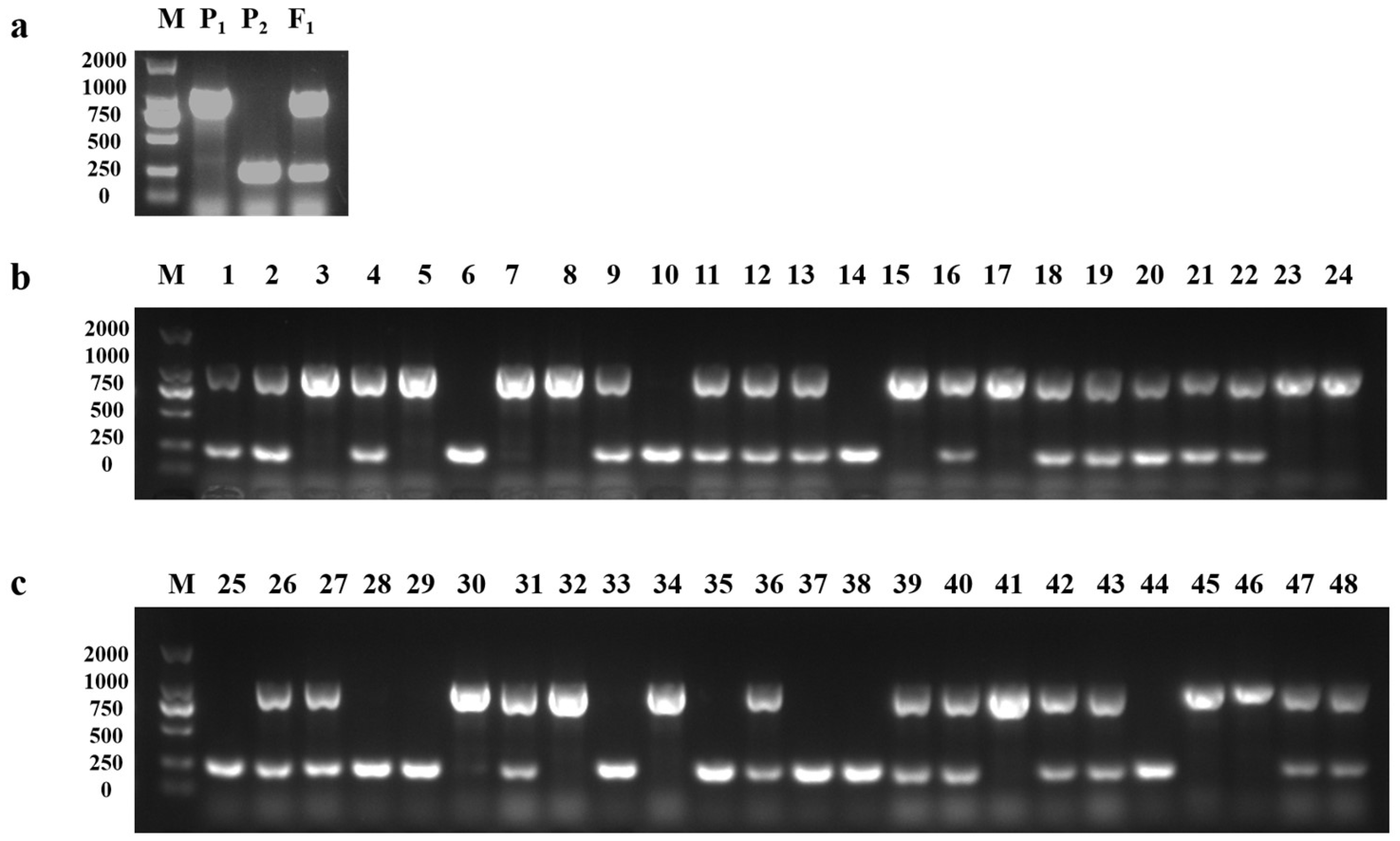 Horticulturae 10 00276 g007