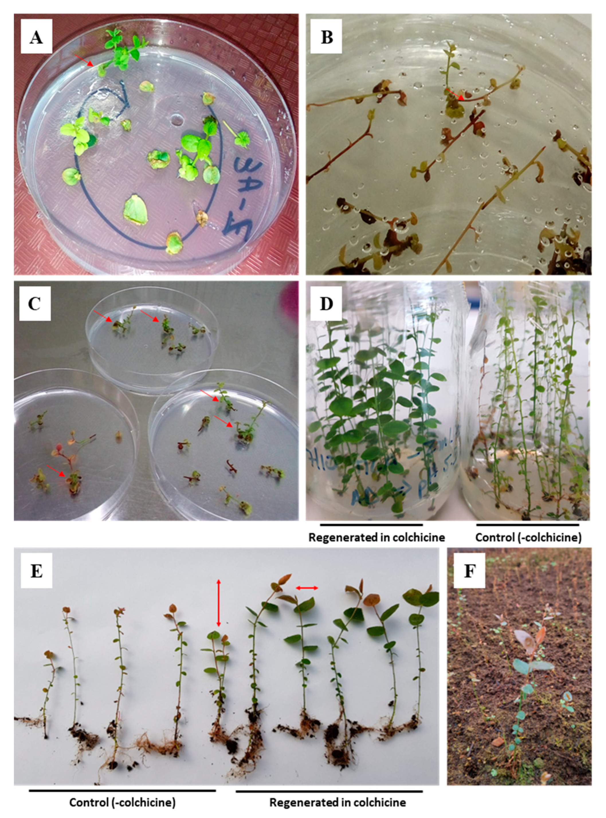 Horticulturae 10 00283 g001