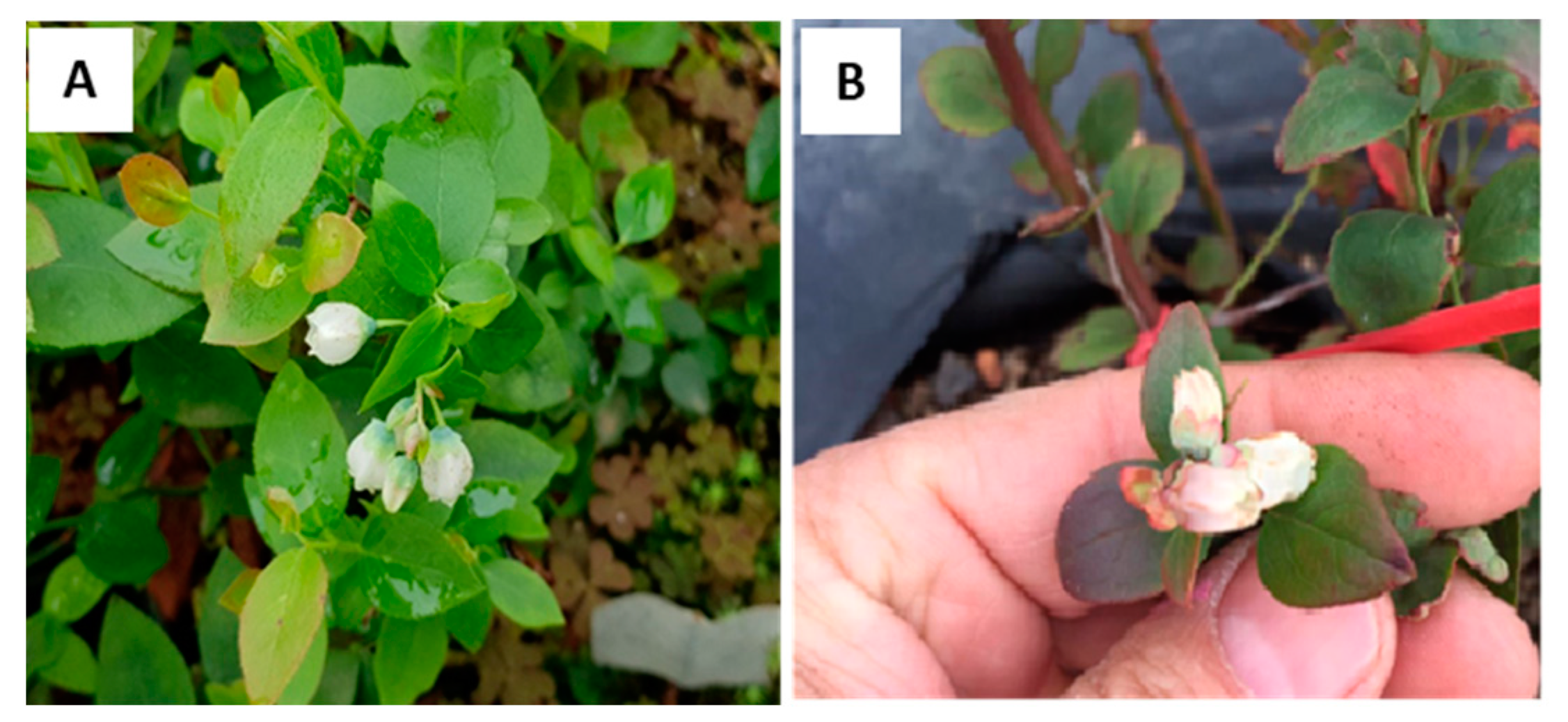 Horticulturae 10 00283 g007