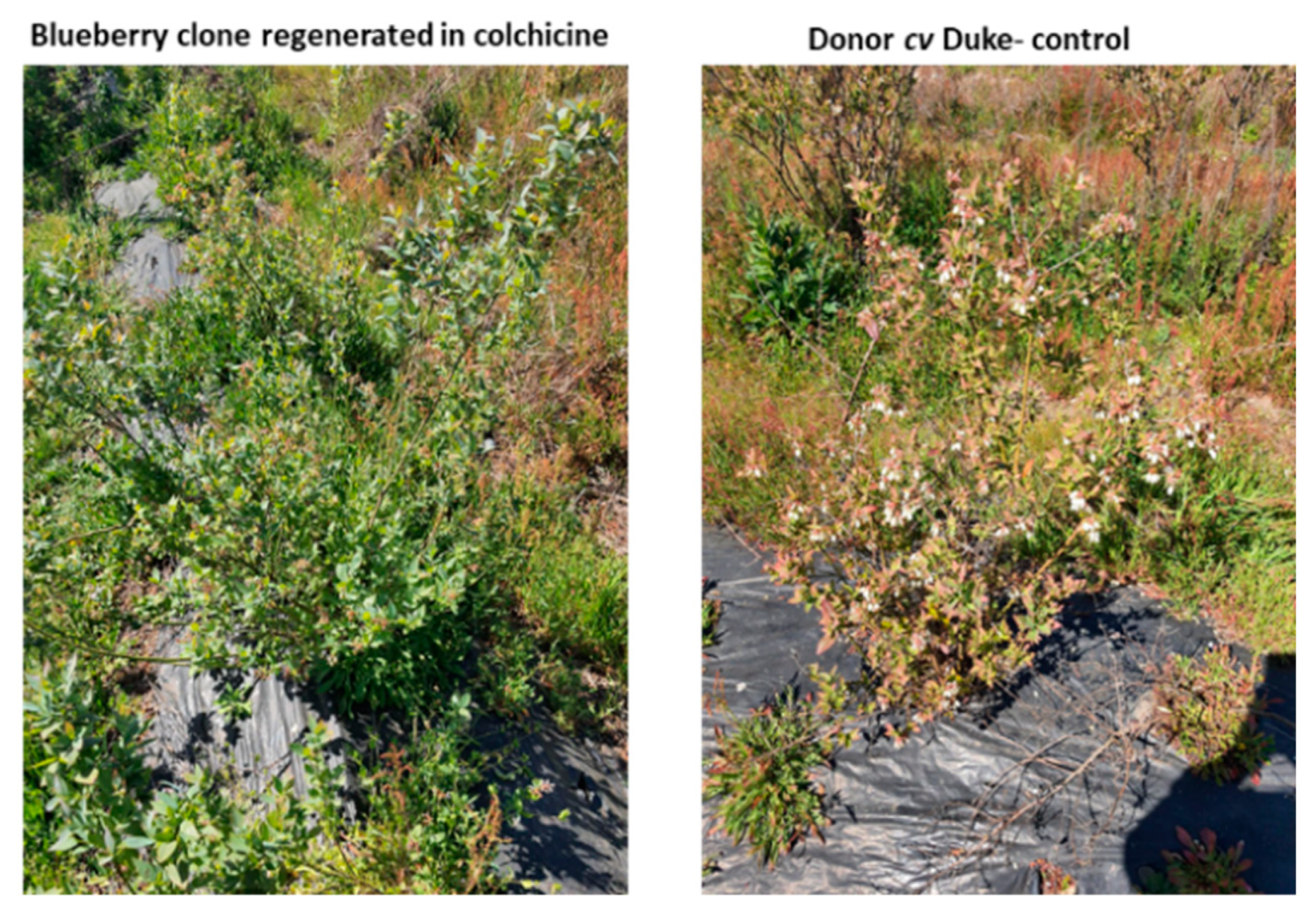 Horticulturae 10 00283 g008