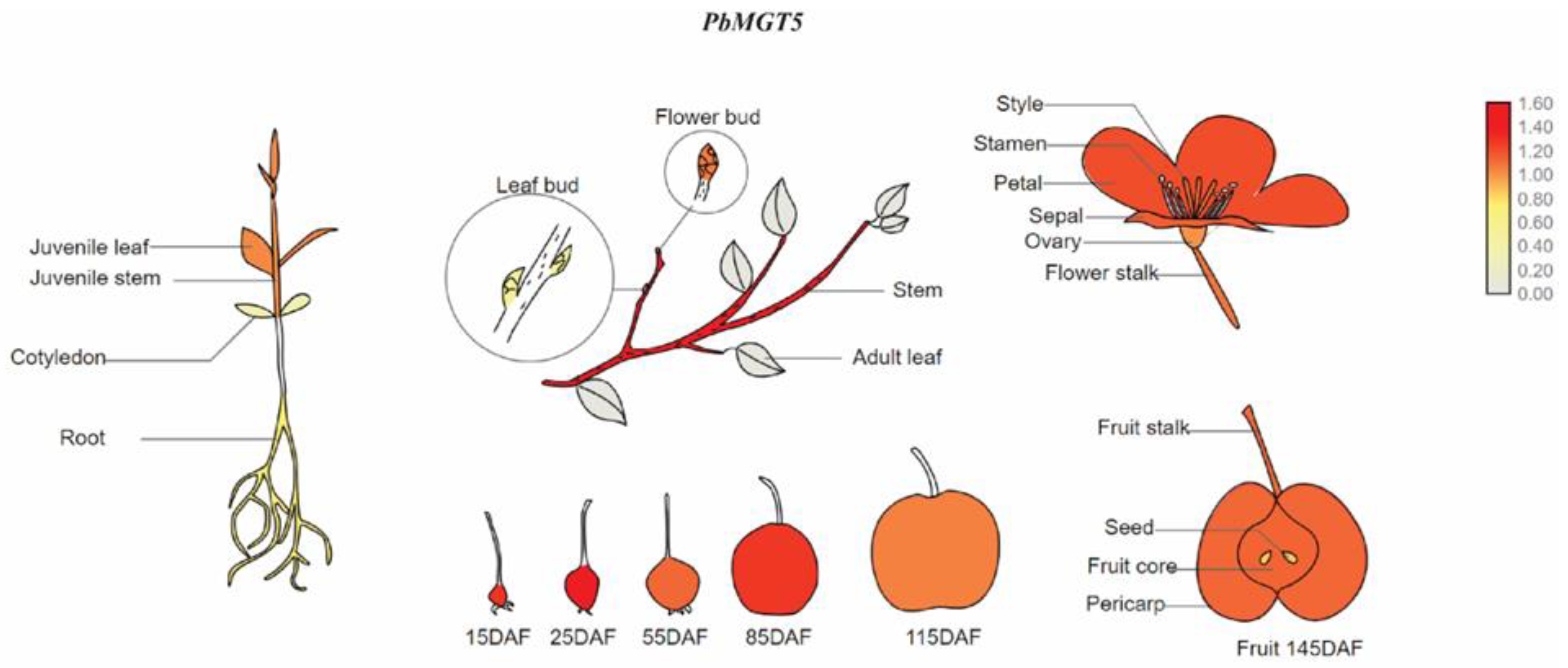 Horticulturae 10 00333 g014