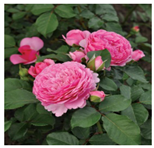 Horticulturae 10 00401 i001