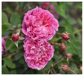 Horticulturae 10 00401 i002