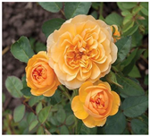 Horticulturae 10 00401 i004