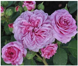 Horticulturae 10 00401 i007