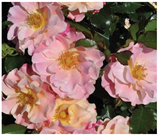 Horticulturae 10 00401 i012