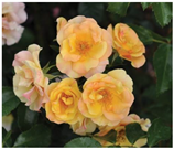 Horticulturae 10 00401 i015