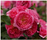 Horticulturae 10 00401 i019