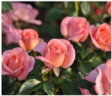 Horticulturae 10 00401 i020