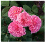 Horticulturae 10 00401 i021