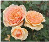 Horticulturae 10 00401 i023