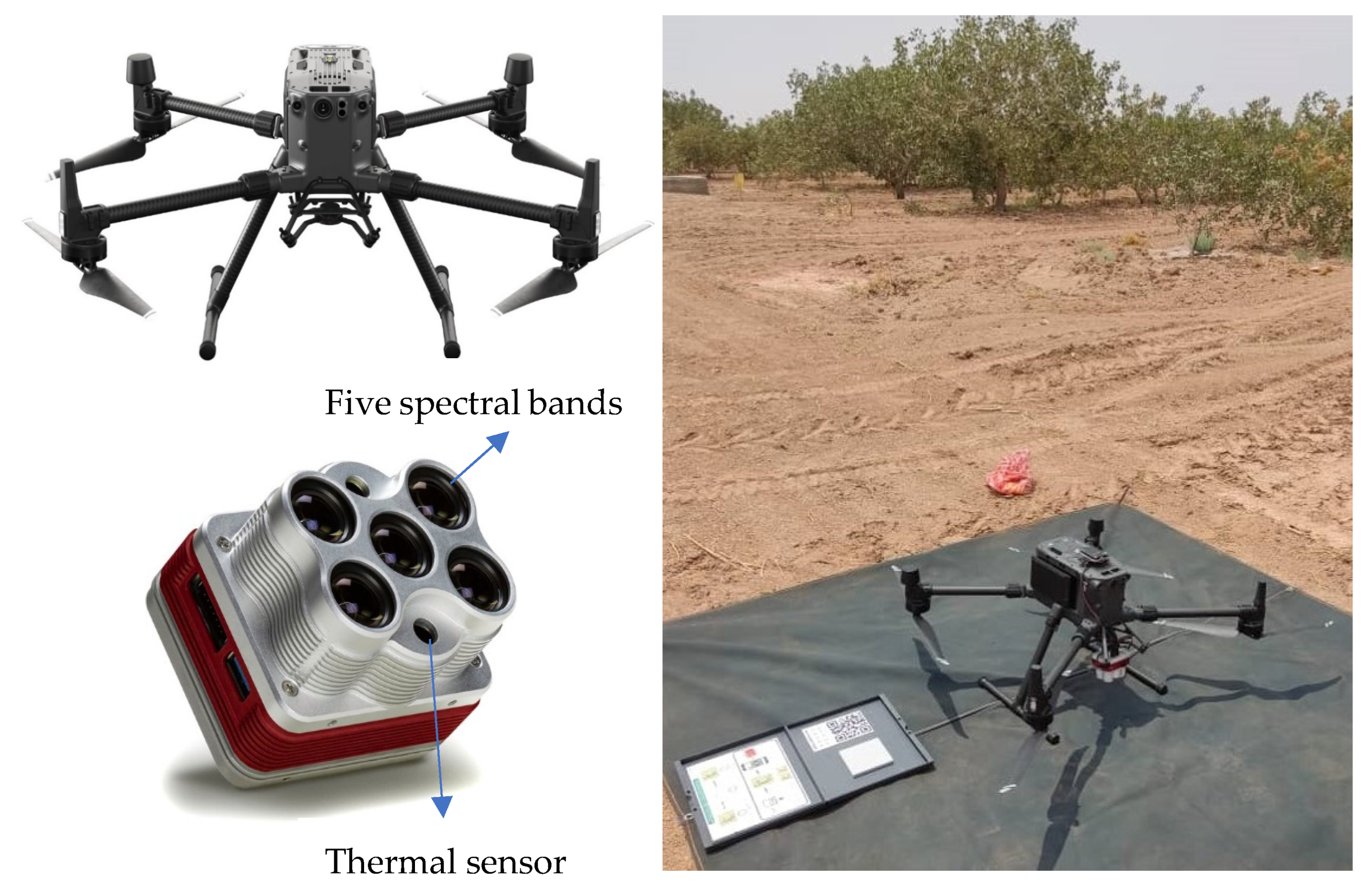 Horticulturae 10 00515 g002