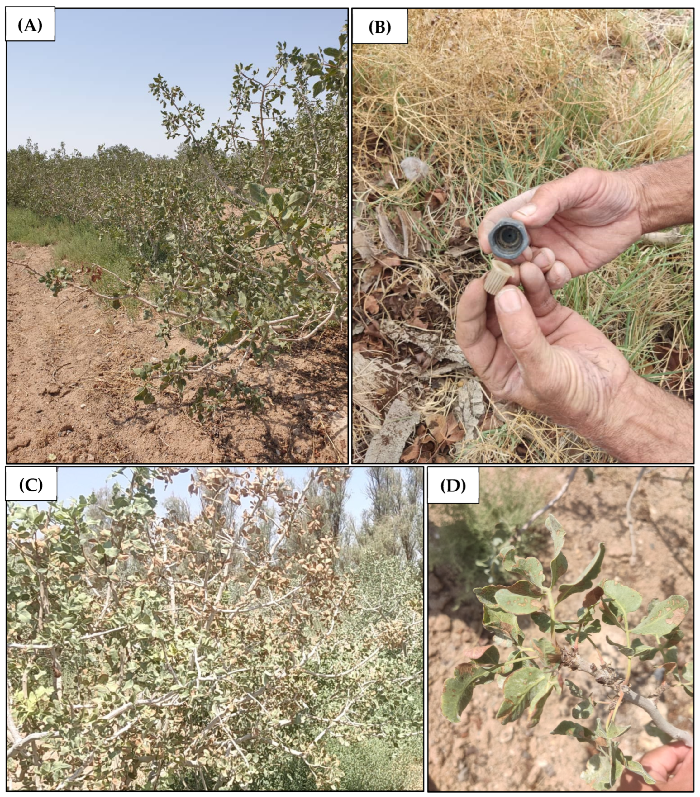 Horticulturae 10 00515 g009