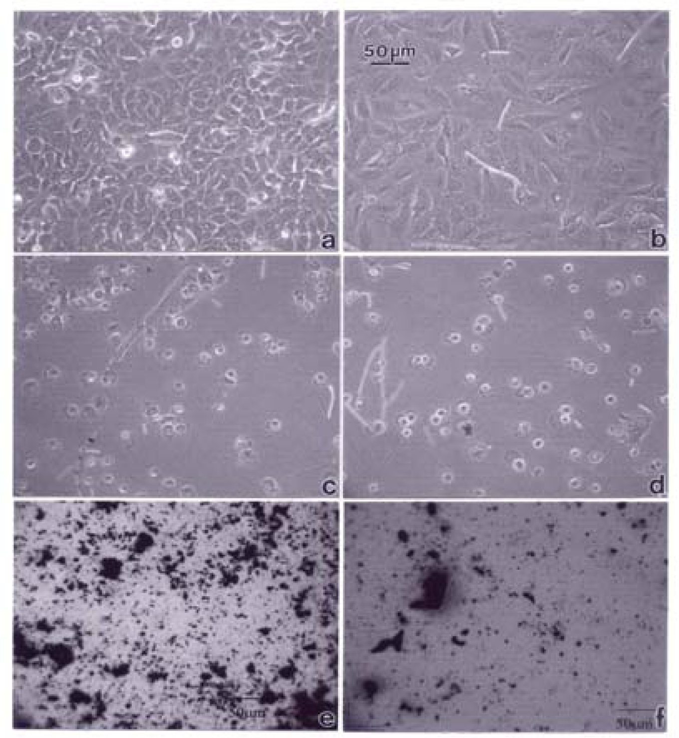 Ijerph 05 00012f6 1024