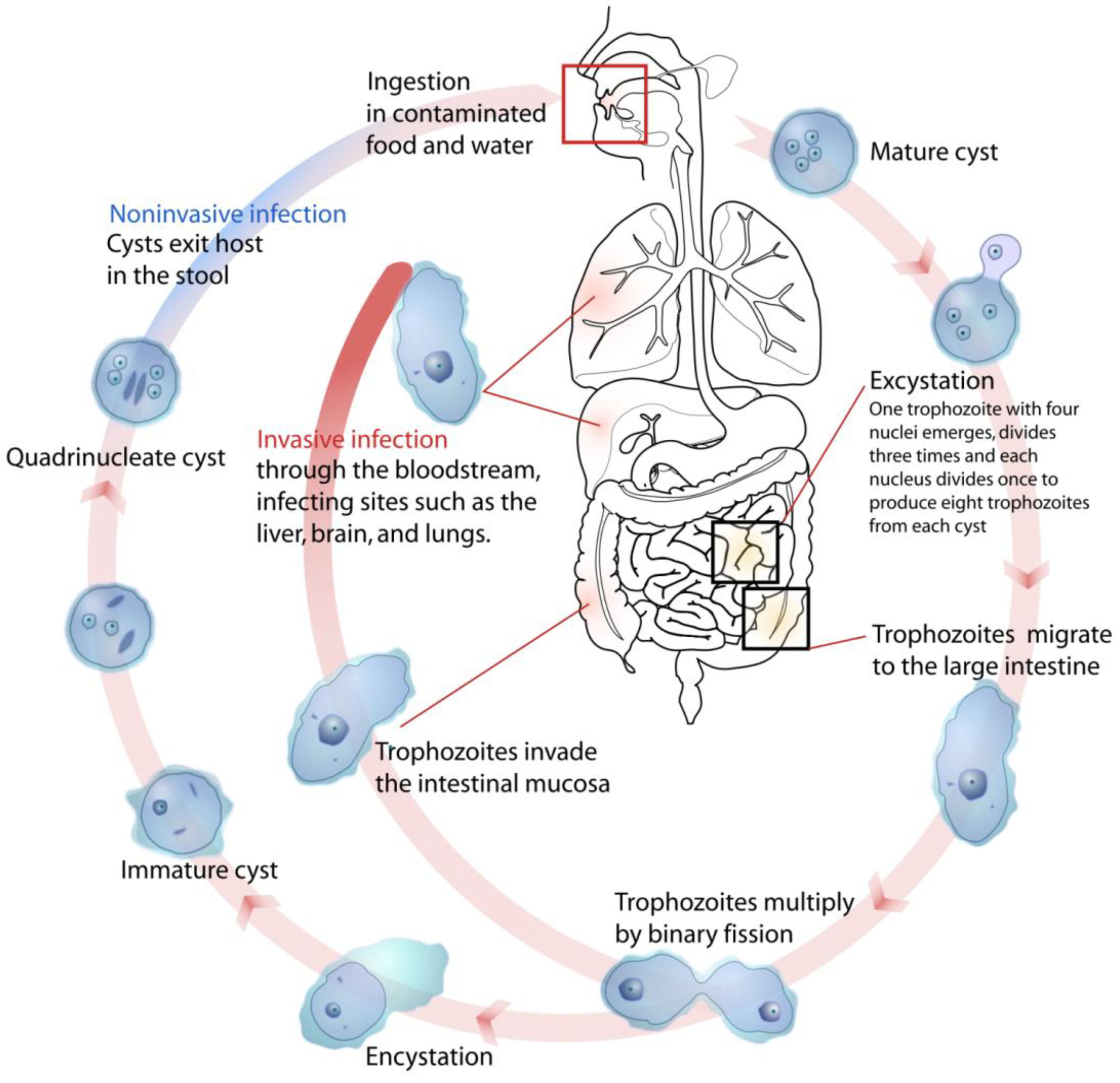 Giardia Lamblia Life Cycle Diagram Bruin Blog