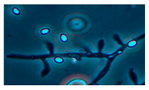 Ijerph 15 00230 i010 Ijerph 15 00230 i010