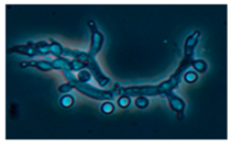 Ijerph 15 00230 i011 Ijerph 15 00230 i011