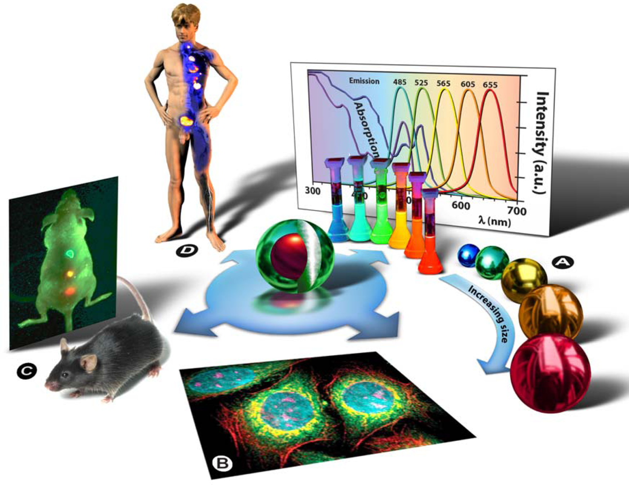 Ijms Free Full Text Quantum Dotsfrom Synthesis To Applications In