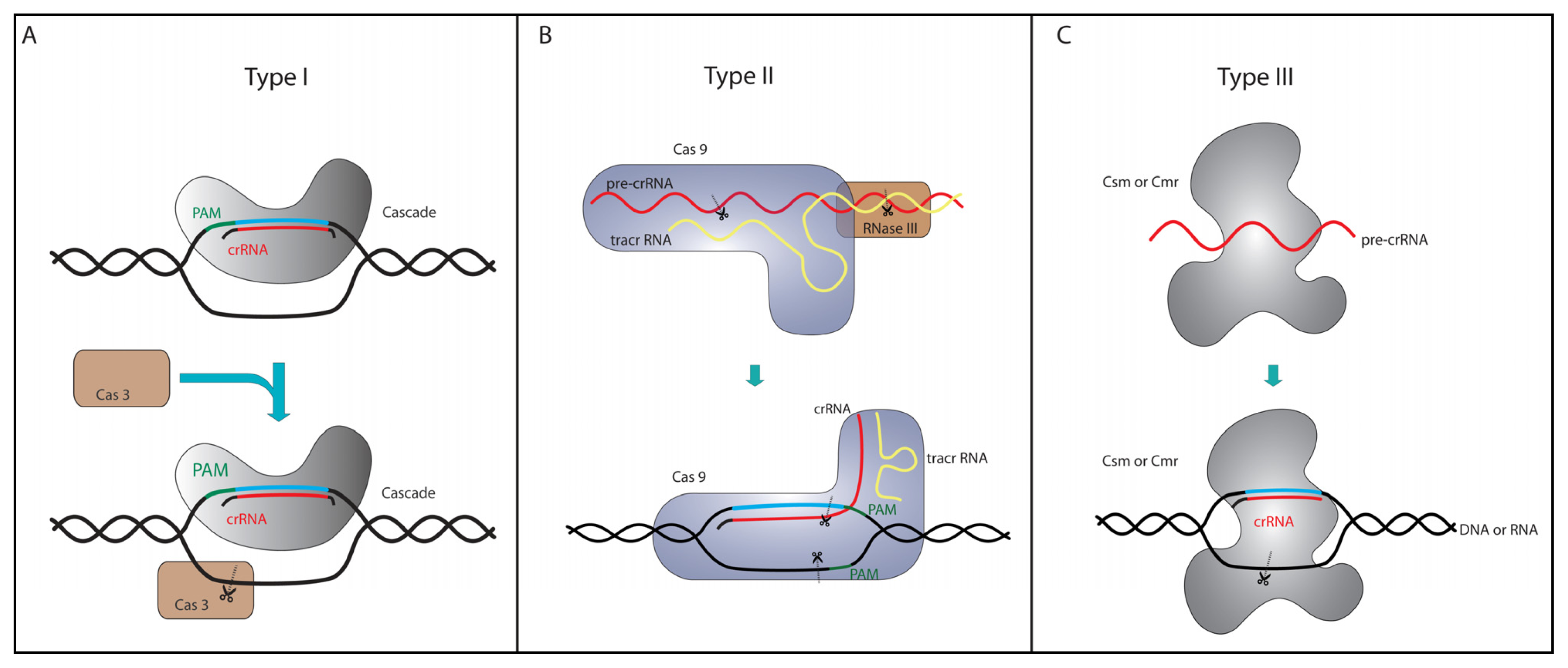 cascade-a-new-crispr-tool-for-gene-silencing-igtrcn