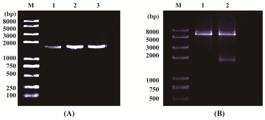 Ijms 14 20204f1 1024