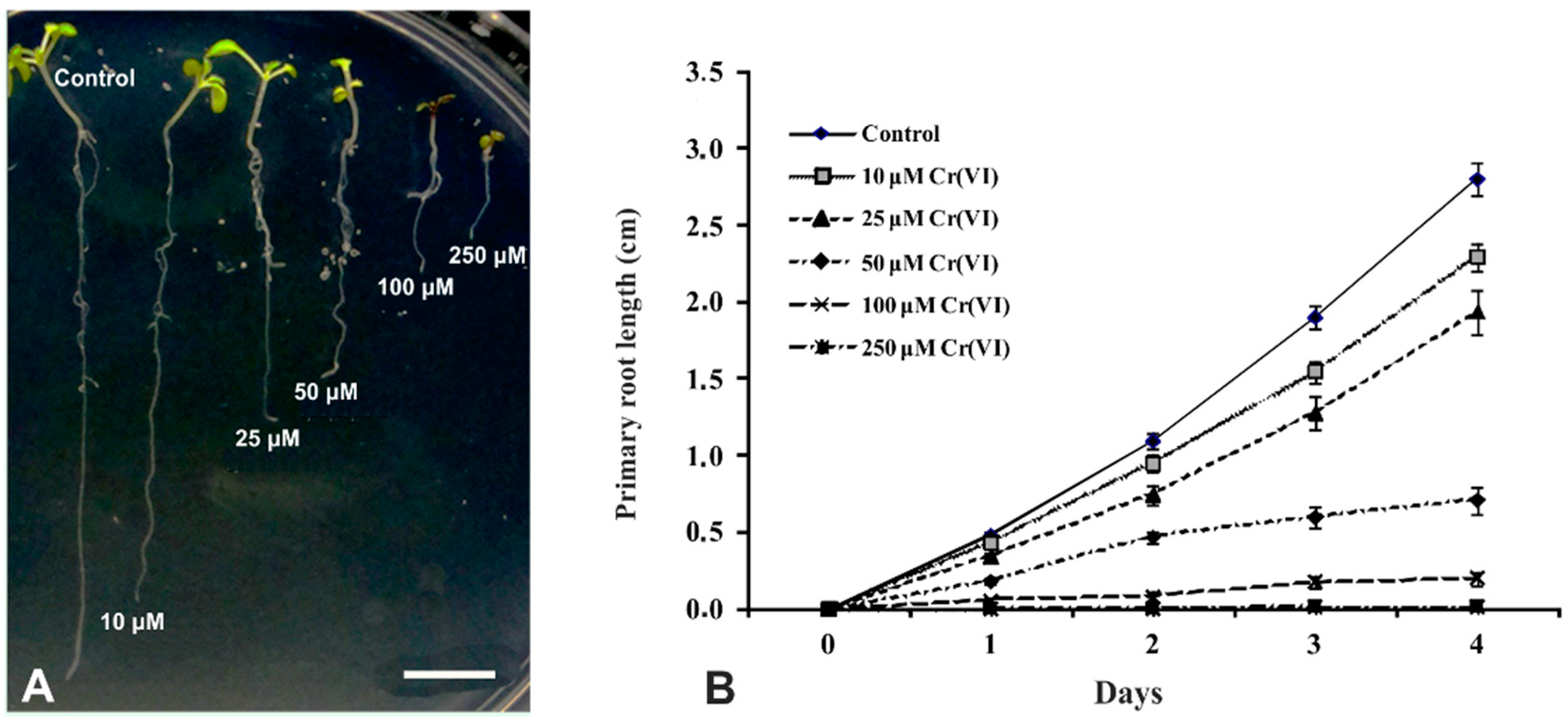 IJMS | Free Full-Text | Chromium-Induced Ultrastructural Changes and