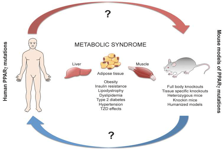 Ijms Free Full Text Is The Mouse A Good Model Of Human Pparγ