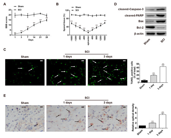 Long Coding RNA XIST Contributes to Neuronal Apoptosis through the Downregulation of AKT Phosphorylation and Is Negatively Regulated by miR-494 in Rat Spinal Cord Injury Long Coding RNA XIST Contributes to Neuronal Apoptosis through the Downregulation of AKT Phosphorylation and Is Negatively Regulated by miR-494 in Rat Spinal Cord Injury