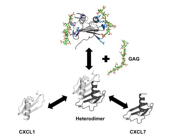 Chemokine CXCL7 Heterodimers: Structural Insights, CXCR2 Receptor Function, and Glycosaminoglycan Interactions Chemokine CXCL7 Heterodimers: Structural Insights, CXCR2 Receptor Function, and Glycosaminoglycan Interactions