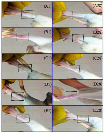 A Novel Brucine Gel Transdermal Delivery System Designed for Anti-Inflammatory and Analgesic Activities A Novel Brucine Gel Transdermal Delivery System Designed for Anti-Inflammatory and Analgesic Activities