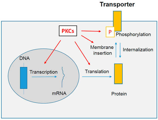 Protein Kinases C-Mediated Regulations of Drug Transporter Activity, Localization and Expression Protein Kinases C-Mediated Regulations of Drug Transporter Activity, Localization and Expression