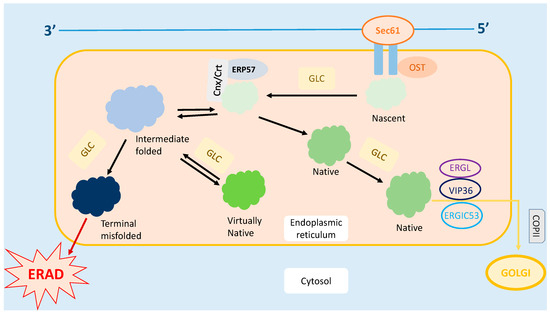 Endoplasmic Reticulum Stress and Oxidative Stress: A Vicious Nexus Implicated in Bowel Disease Pathophysiology Endoplasmic Reticulum Stress and Oxidative Stress: A Vicious Nexus Implicated in Bowel Disease Pathophysiology