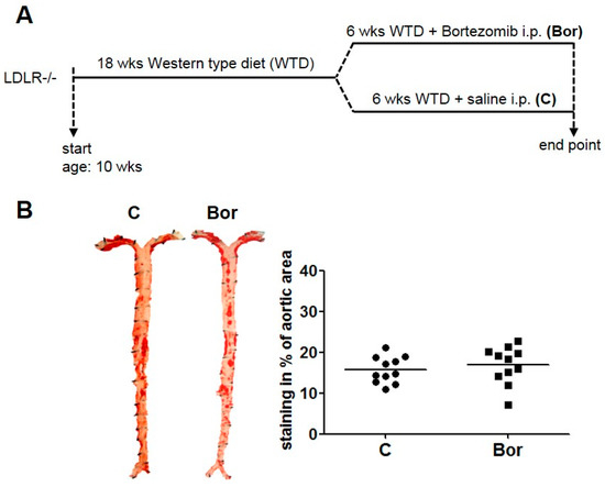 The Effect of Low-Dose Proteasome Inhibition on Pre-Existing Atherosclerosis in LDL Receptor-Deficient Mice The Effect of Low-Dose Proteasome Inhibition on Pre-Existing Atherosclerosis in LDL Receptor-Deficient Mice
