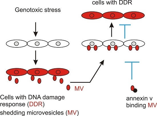 Microvesicles Contribute to the Bystander Effect of DNA Damage Microvesicles Contribute to the Bystander Effect of DNA Damage