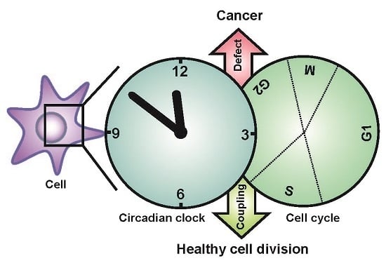 Ijms Free Full Text Circadian Clock Cell Division And Cancer