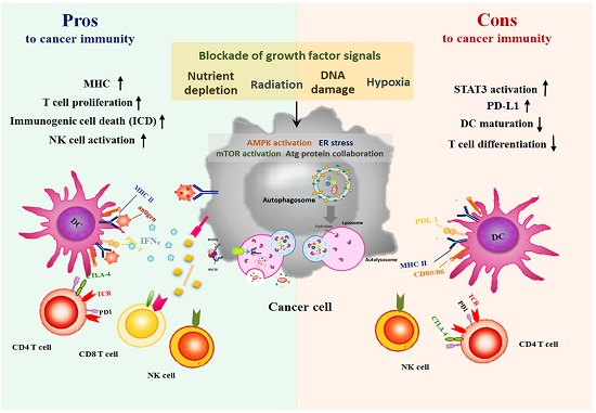 IJMS Free FullText Autophagic Mechanism in Anti