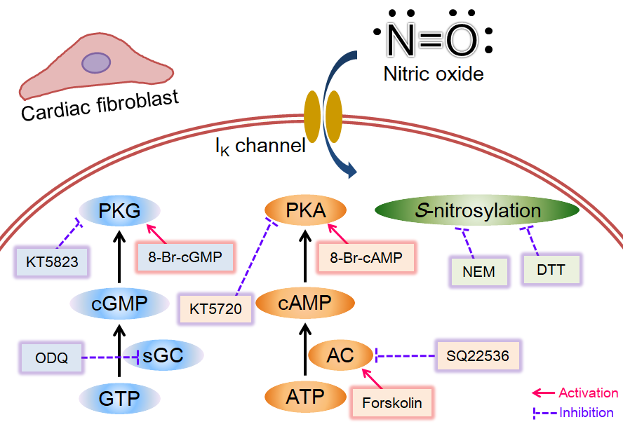 IJMS | Free Full-Text | Effects Of Nitric Oxide On Voltage-Gated K+ ...