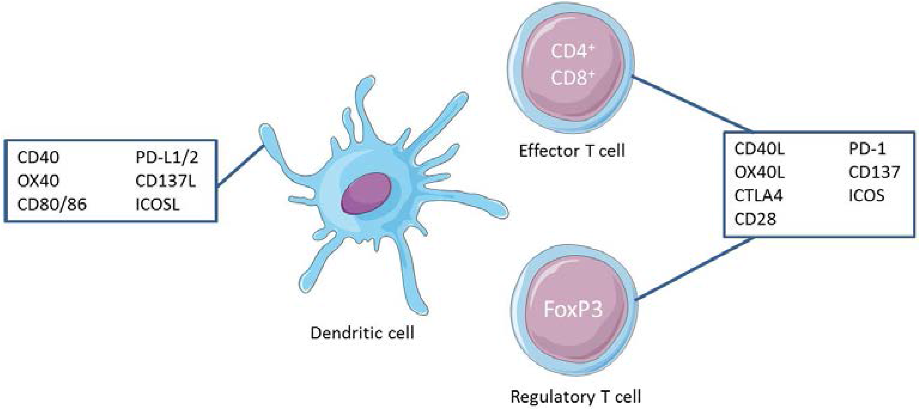 Ijms Free Full Text The Costimulatory Pathways And T Regulatory