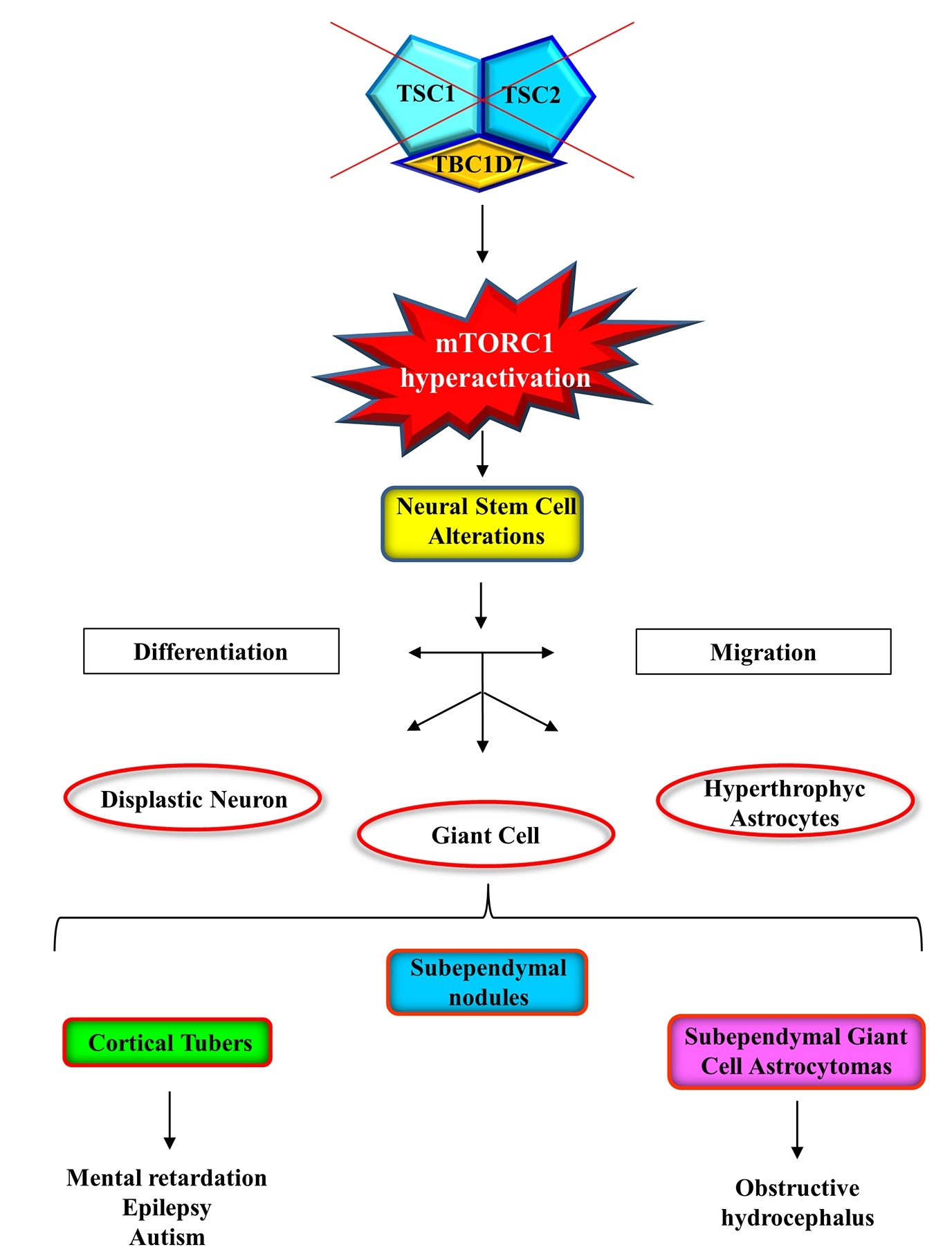 Ijms Free Full Text Mtor Signaling And Neural Stem Cells The