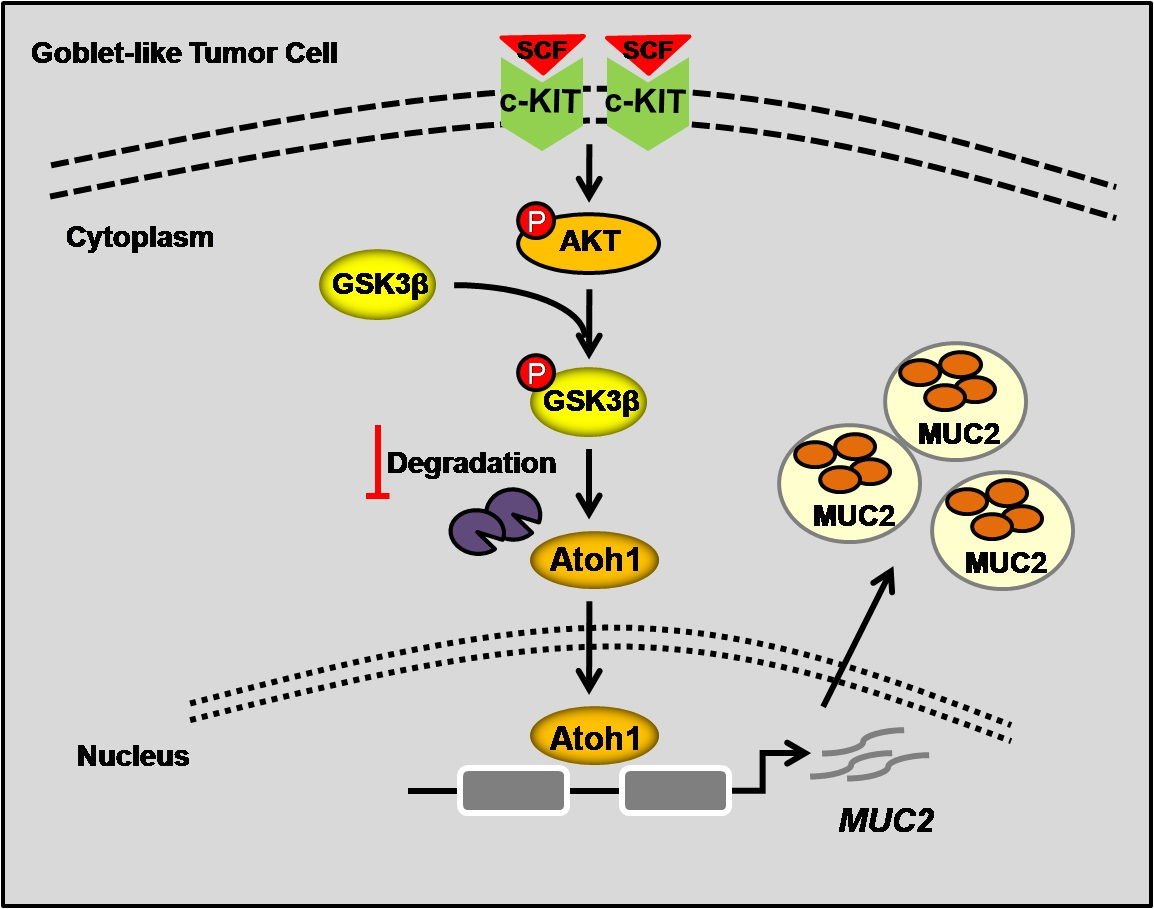 IJMS Free Full Text SCF C KIT Signaling Increased Mucin Production By Maintaining Atoh