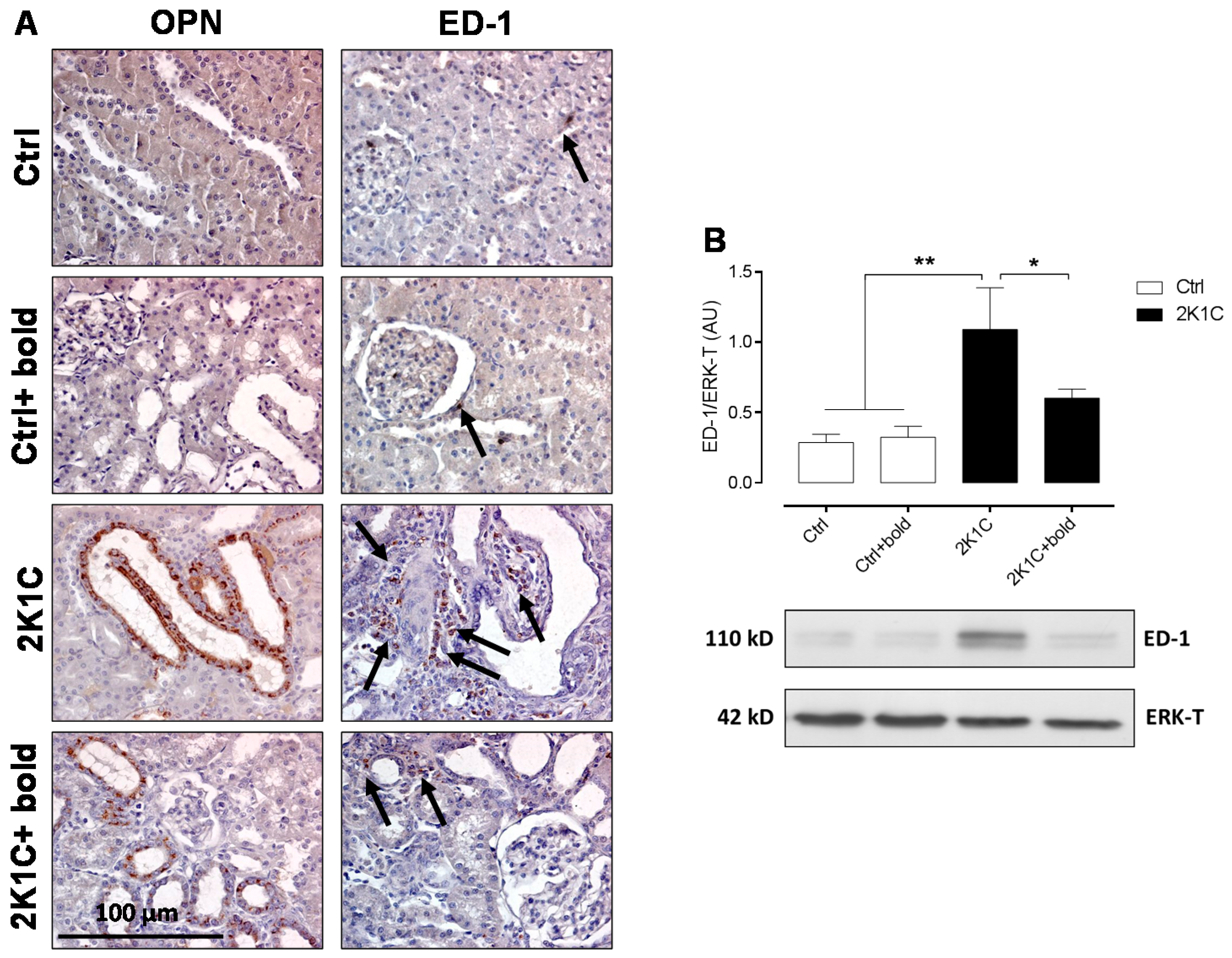 Ijms 19 01864 g005 Ijms 19 01864 g005