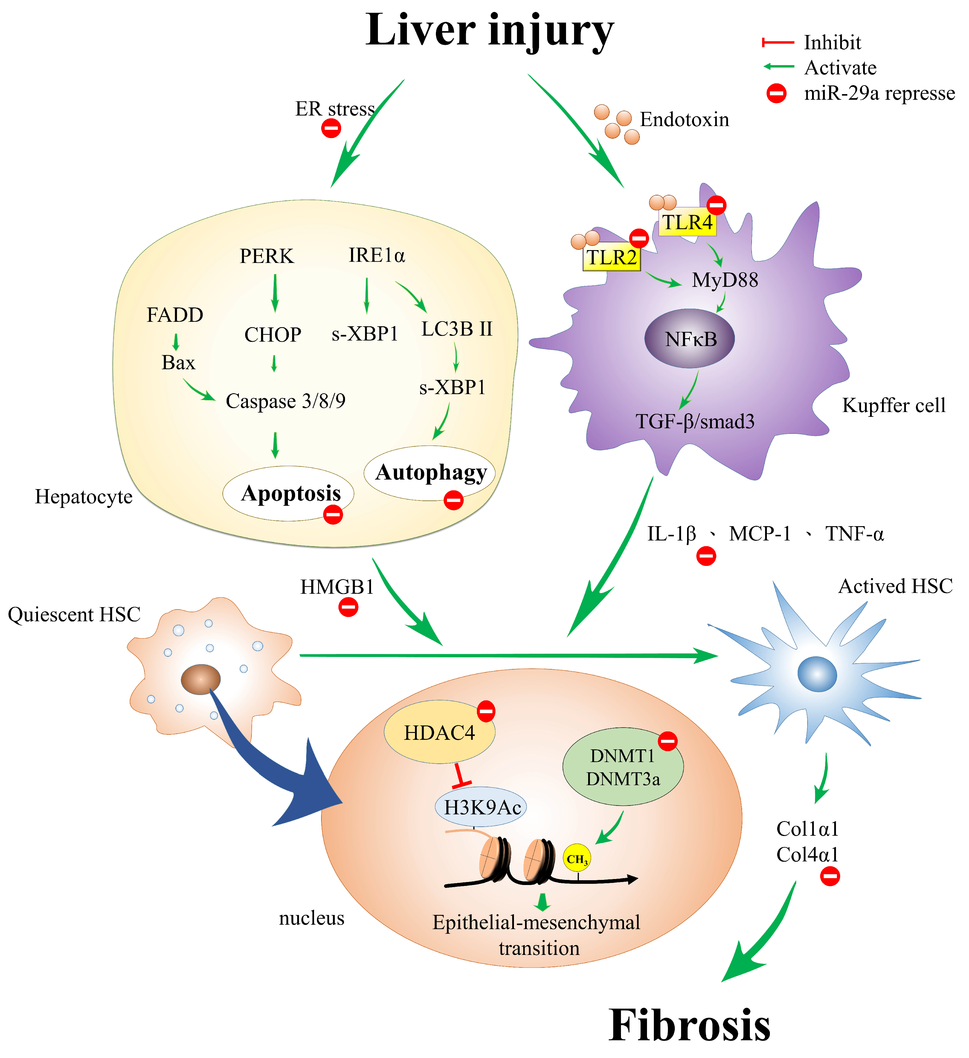 Ijms 19 01889 g001 Ijms 19 01889 g001