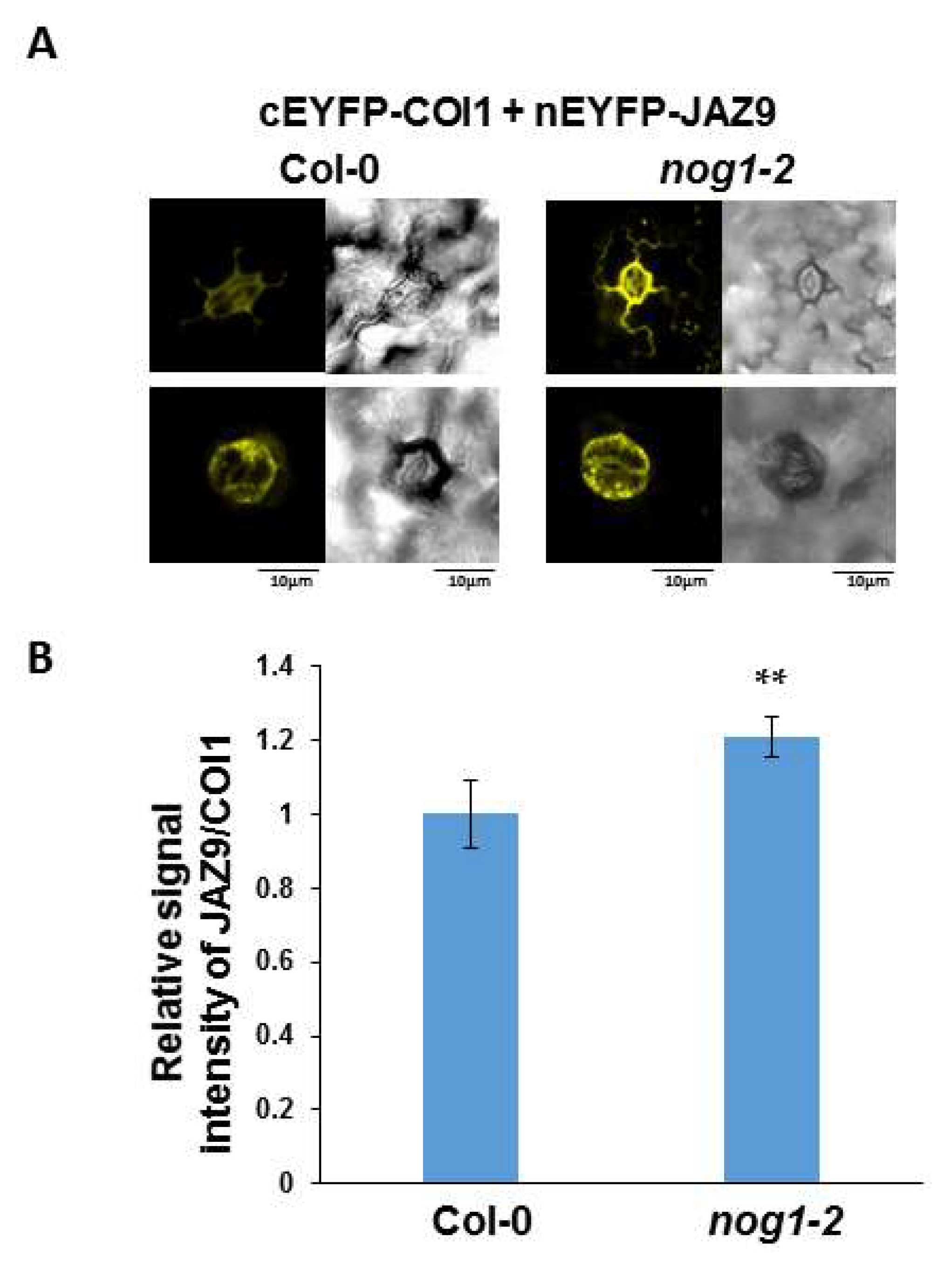 Ijms 19 01922 g004 Ijms 19 01922 g004