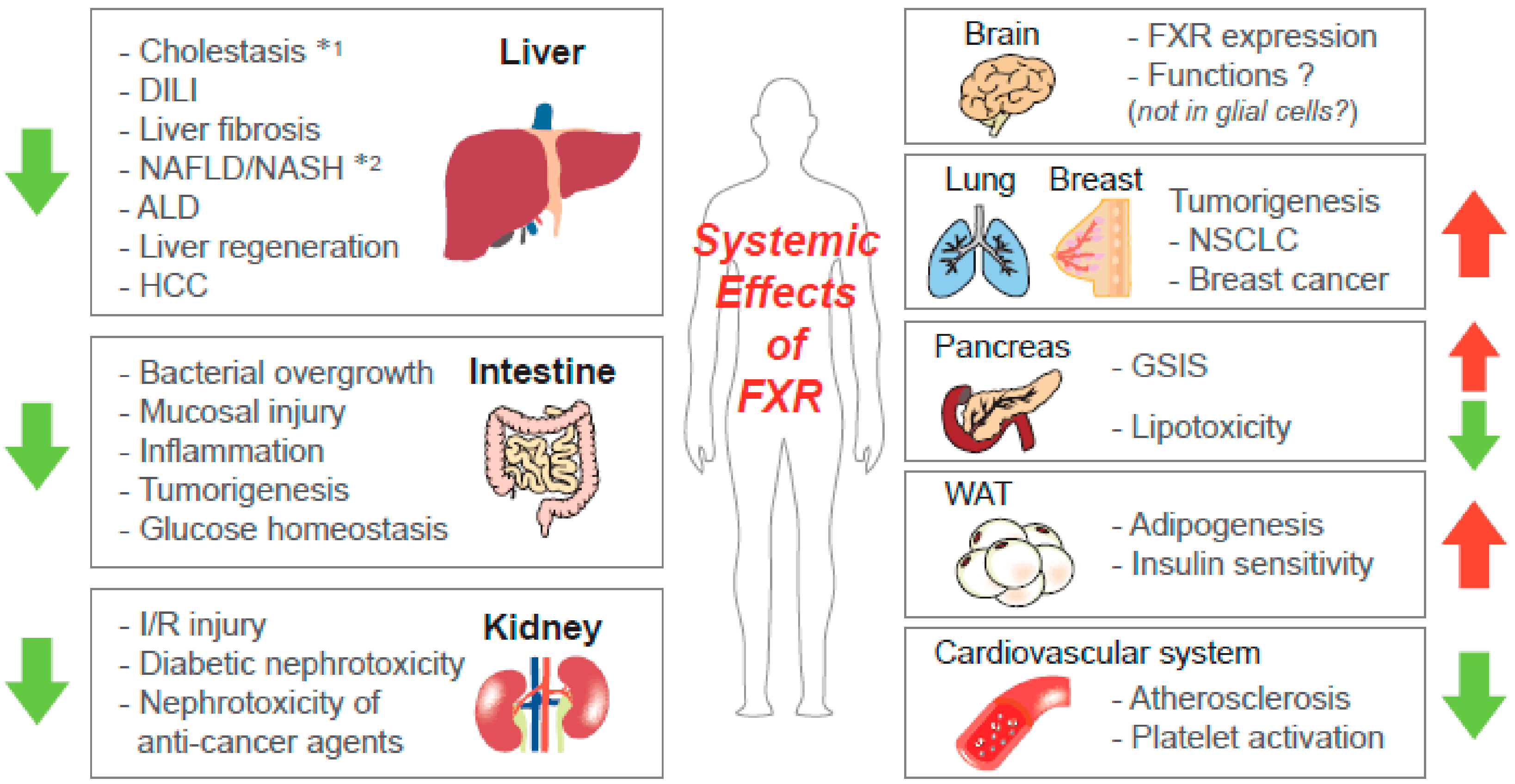 Ijms Free Full Text Update On Fxr Biology Promising Therapeutic