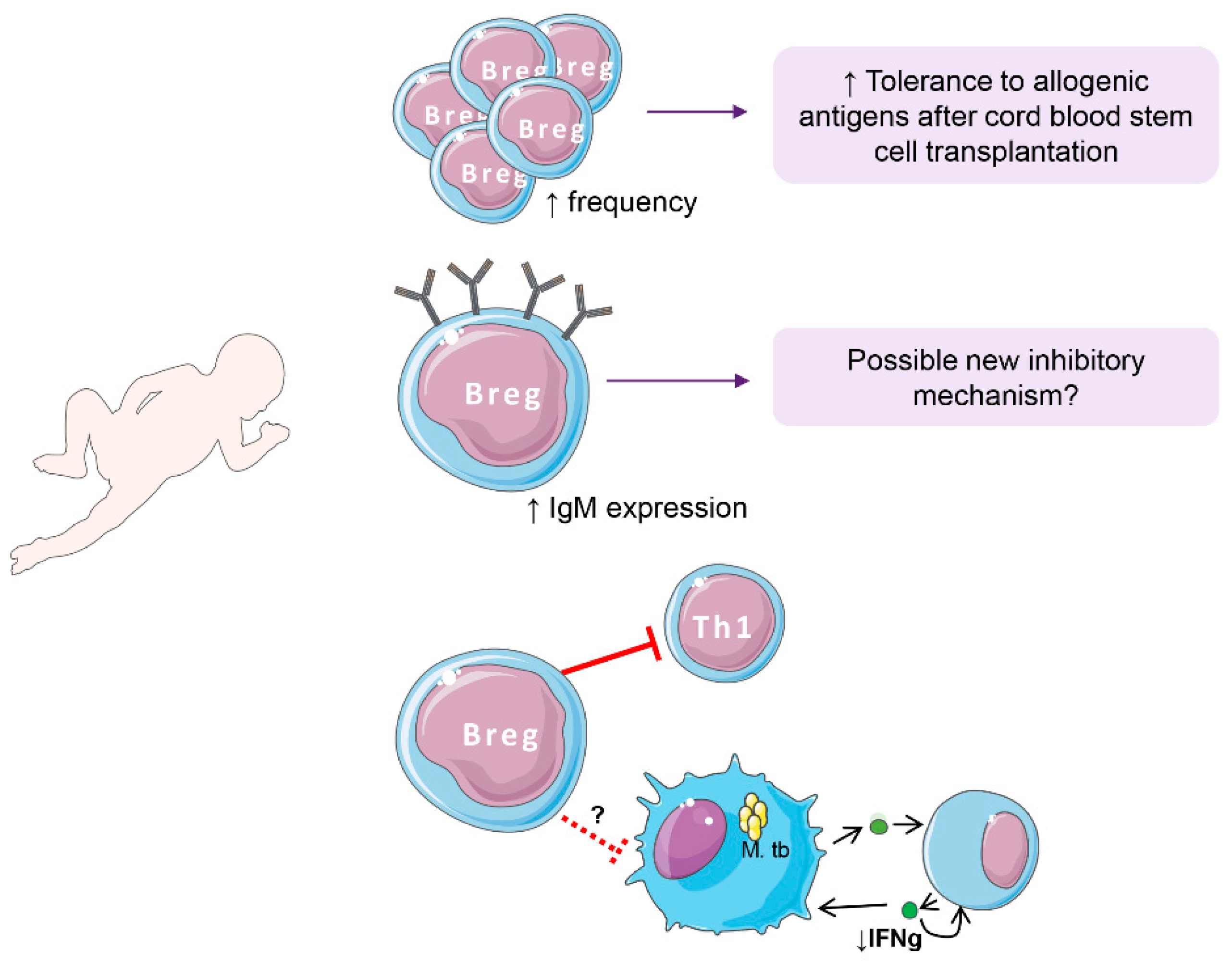Ijms Free Full Text B Regulatory Cells Players In Pregnancy And