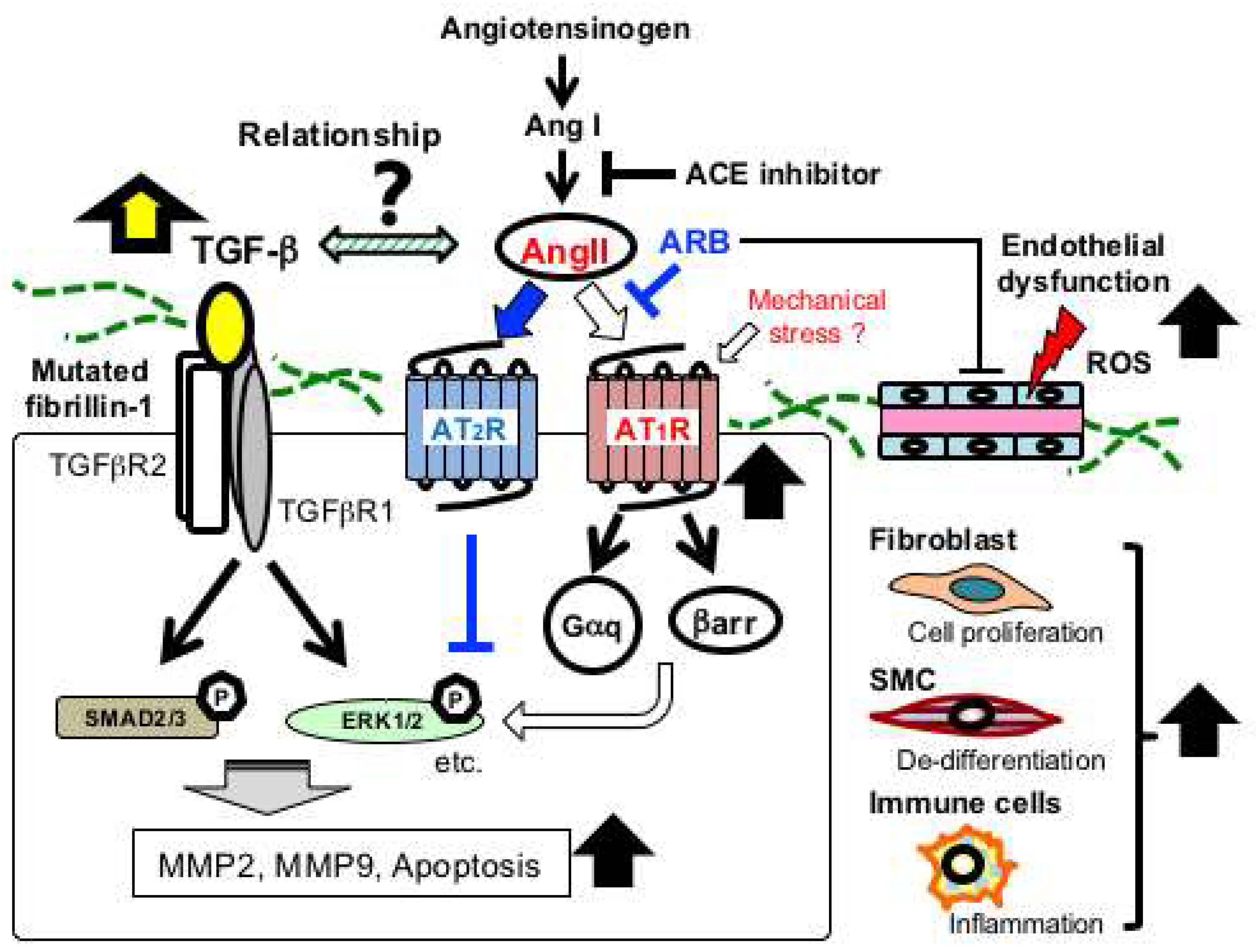 Tgf Signaling Related Genes And Thoracic Aortic Aneurysms And Dissections