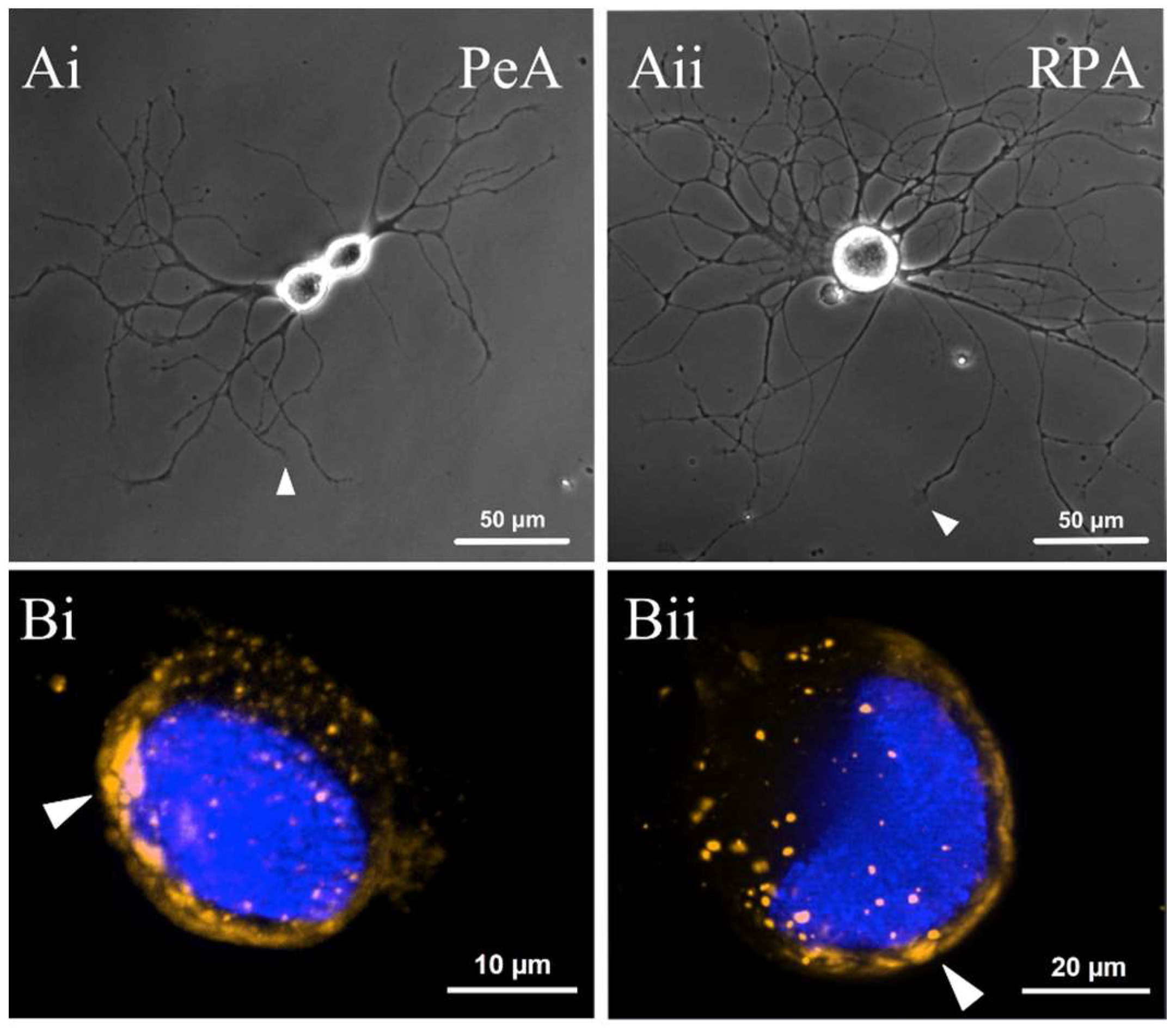 Ijms 19 02741 g005a Ijms 19 02741 g005a