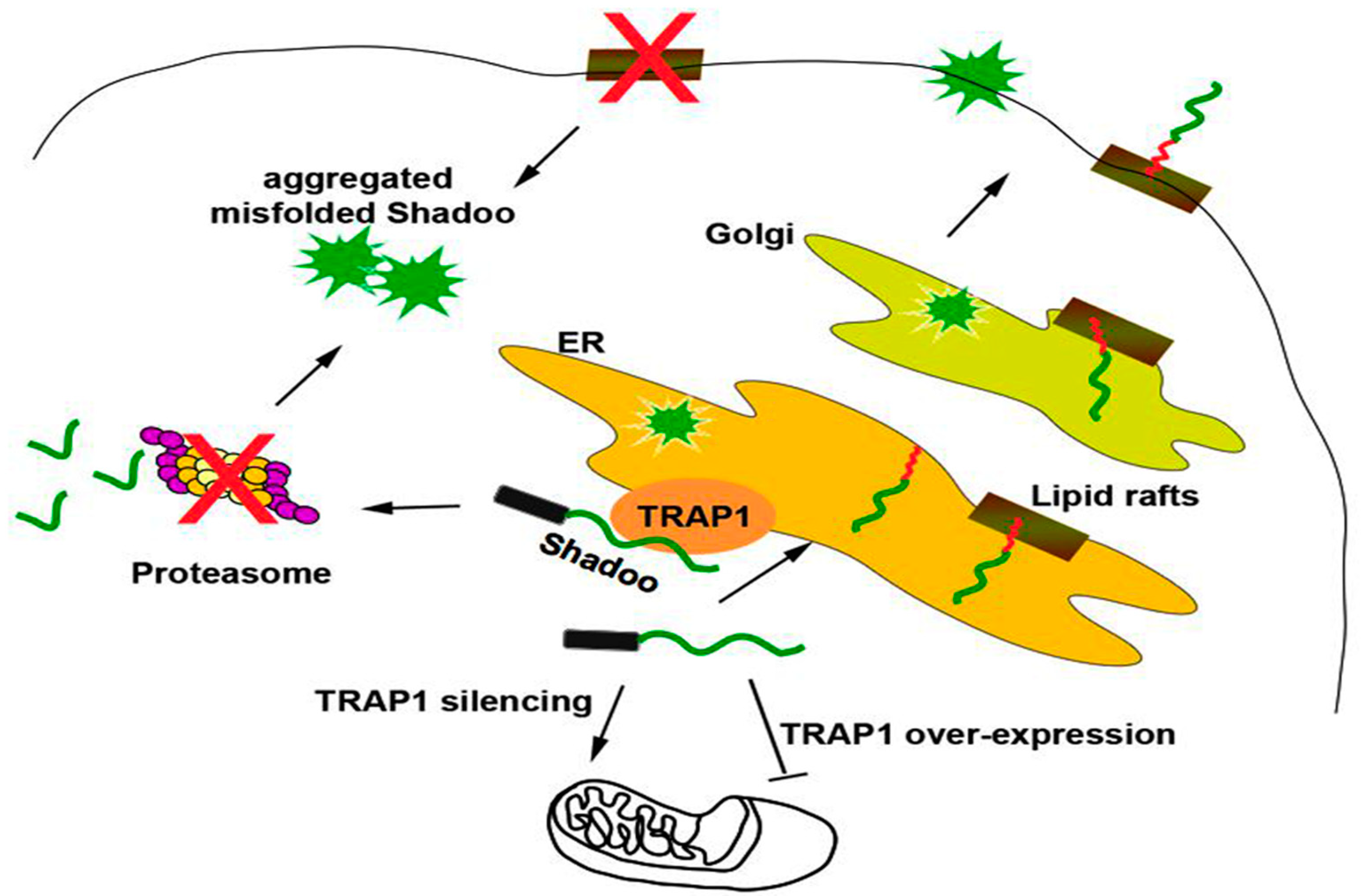 Ijms 19 03081 g004 Ijms 19 03081 g004