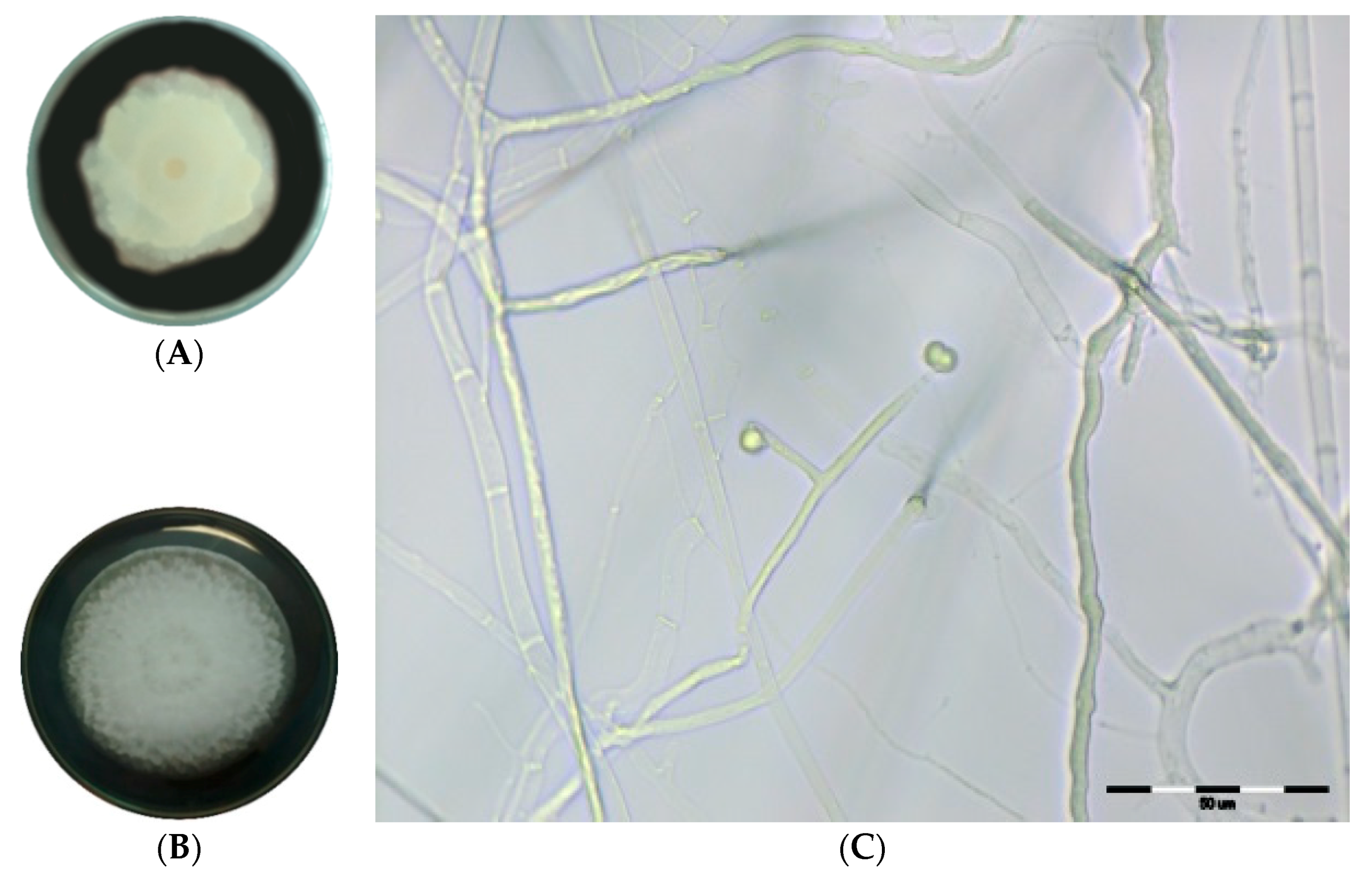 Ijms 19 03218 g001 Ijms 19 03218 g001