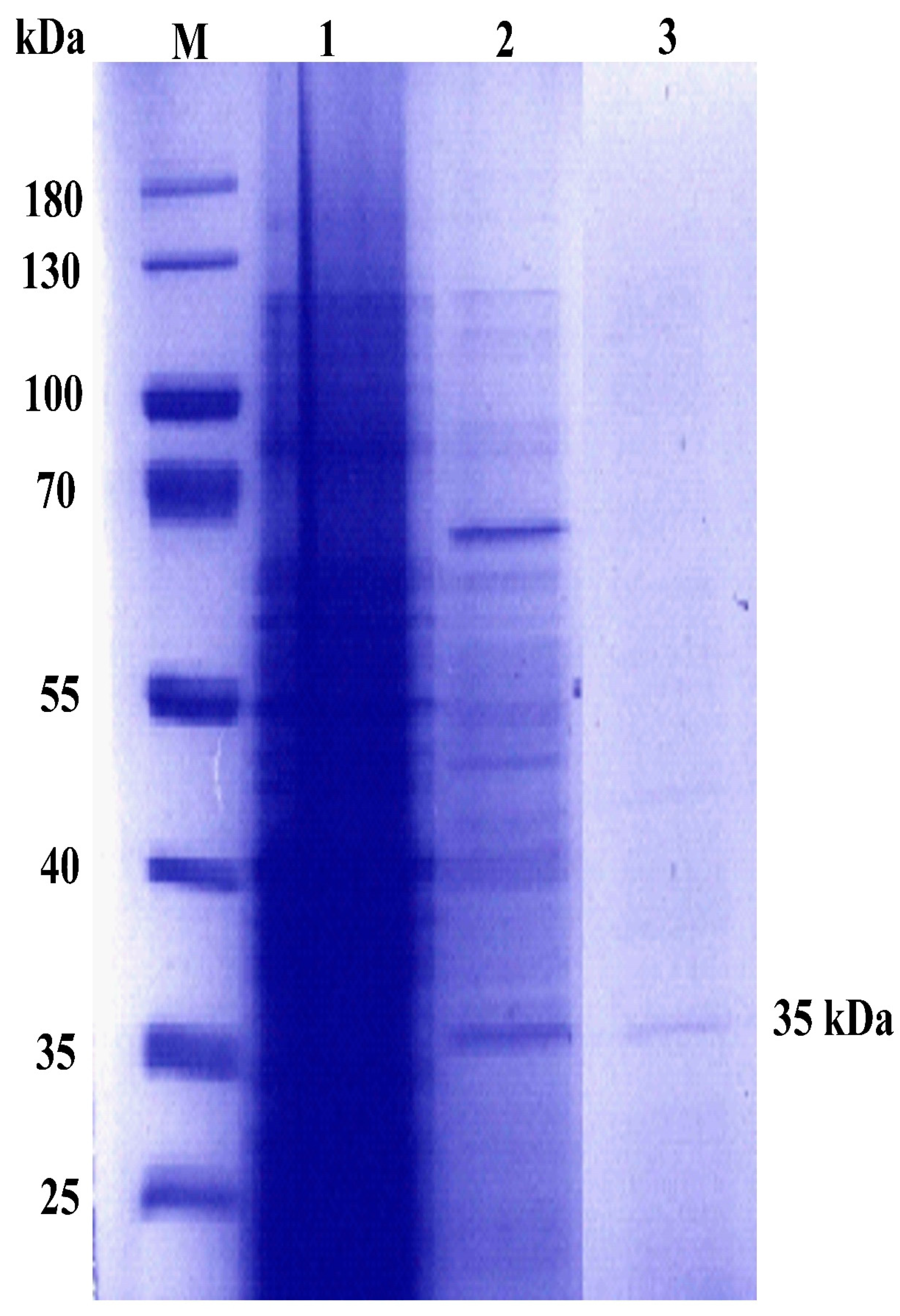 Ijms 20 00061 g001 Ijms 20 00061 g001