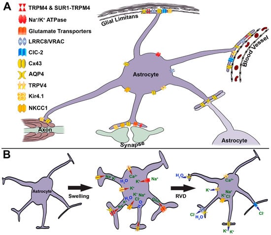 IJMS Free Full Text Bursting At The Seams Molecular Mechanisms